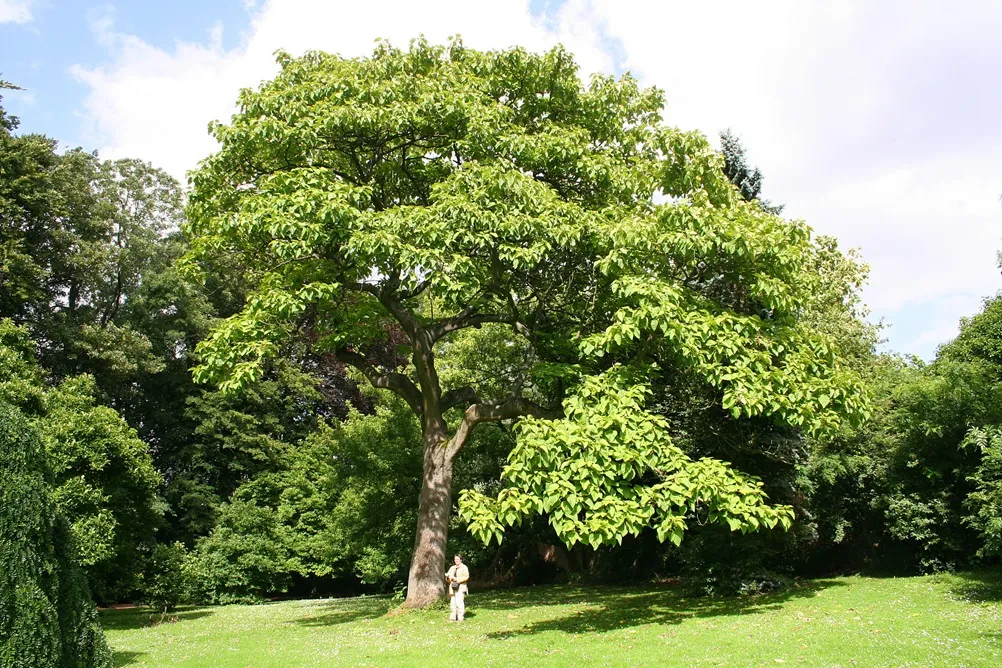طرح توجیهی کاشت درخت پالونیا