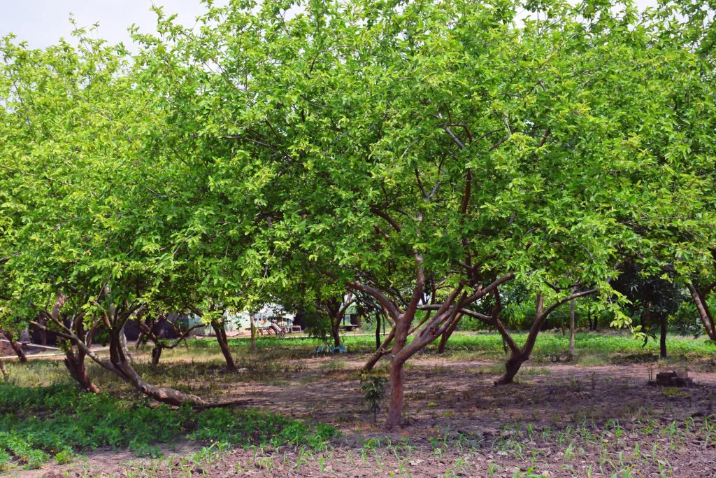 طرح توجیهی کاشت درخت گواوا