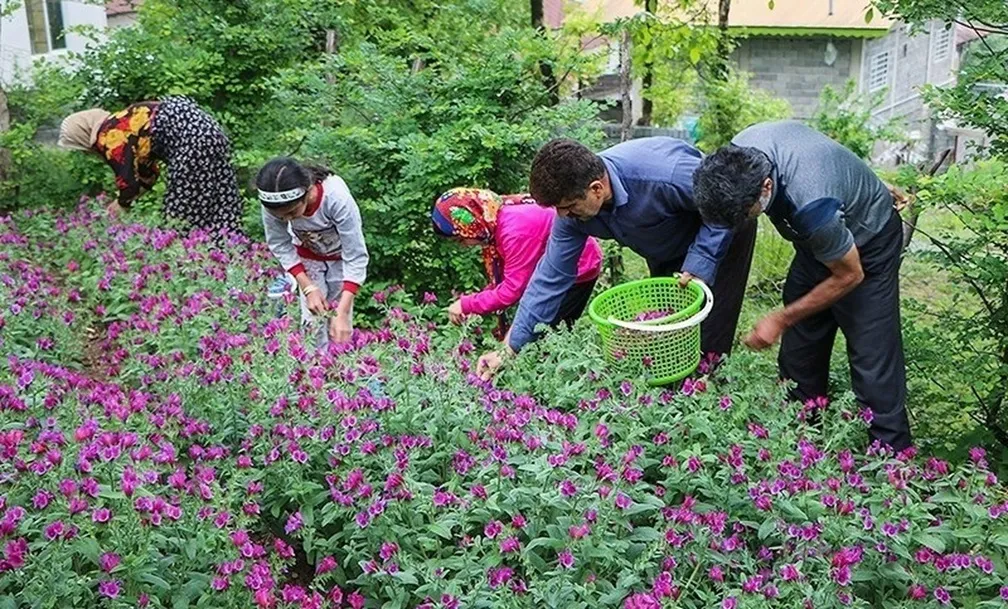 طرح توجیهی کاشت گل گاوزبان