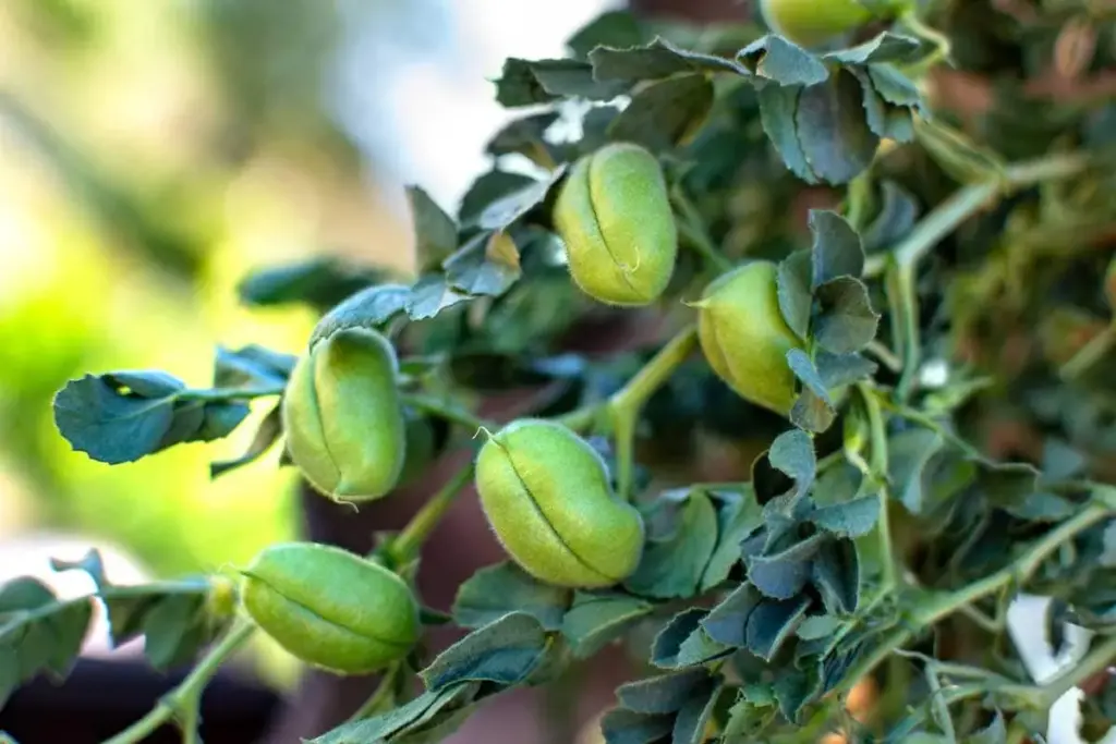 طرح توجیهی کشت نخود