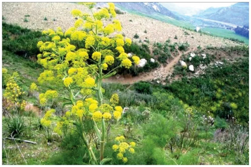 طرح توجیهی کشت و پرورش آنغوزه