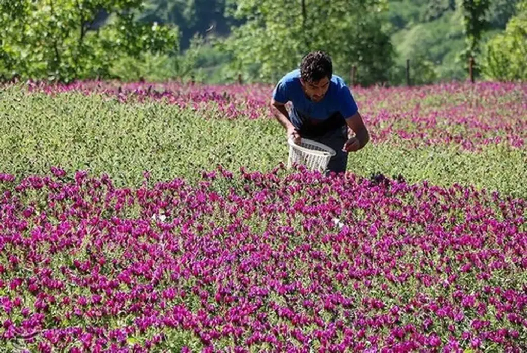 طرح توجیهی کشت گل گاوزبان