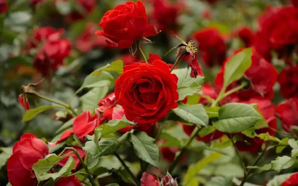 طرح توجیهی گلخانه هیدروپونیک گل رز هلندی
