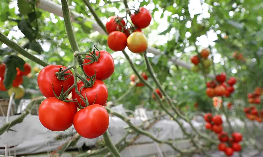 طرح توجیهی گلخانه گوجه فرنگی