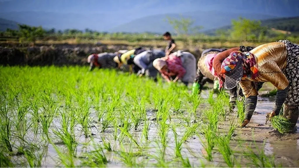 طرح توجیهی ثبت شرکت تعاونی روستایی