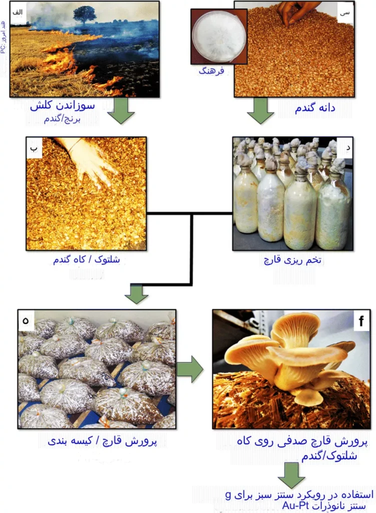 فرایند تولید قارچ