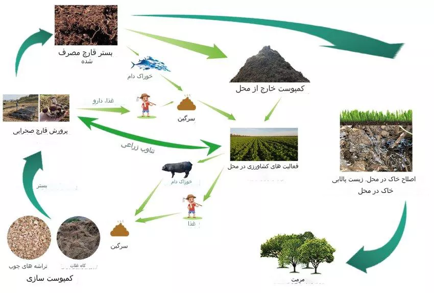 مراحل تولید قارچ