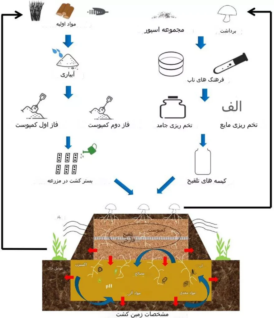 مراحل پرورش قارچ