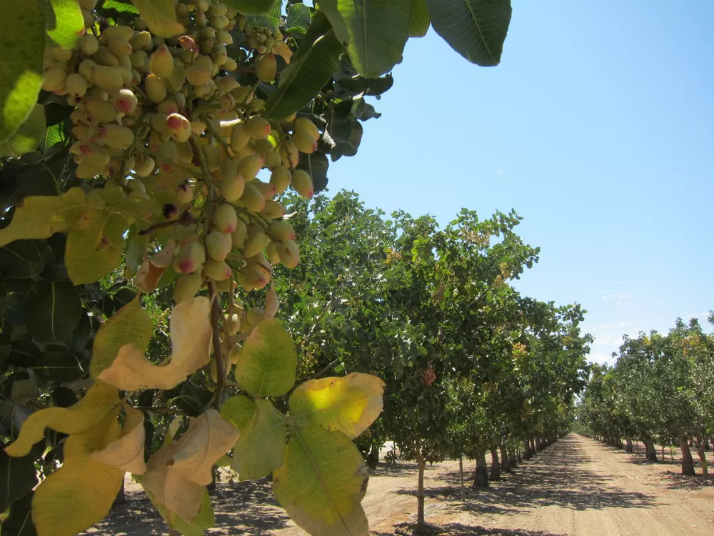 طرح توجیهی باغ پسته آبیاری قطره ای (۲)