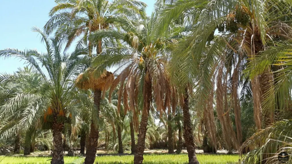 طرح توجیهی احداث نخلستان خرما