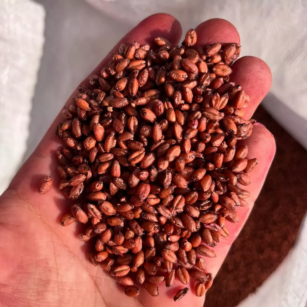 طرح توجیهی بوجاری گندم و جو (۲)