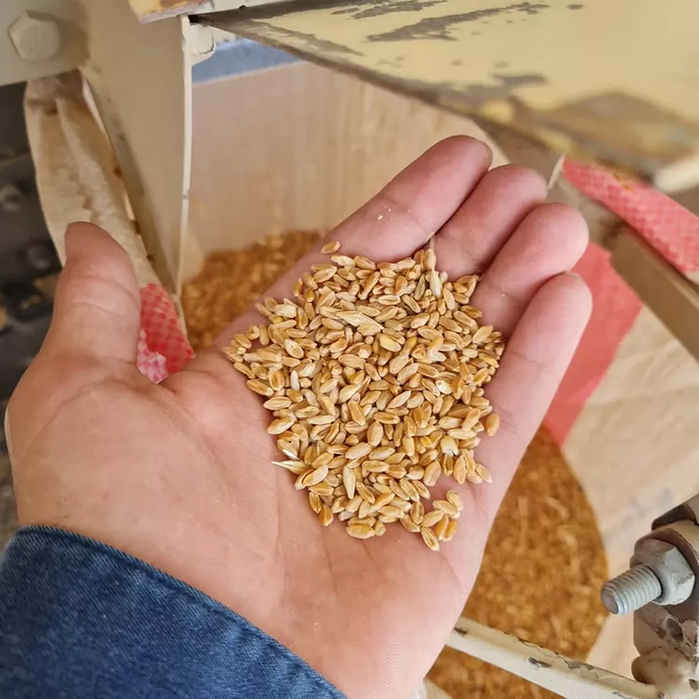 طرح توجیهی بوجاری گندم و جو (۳)