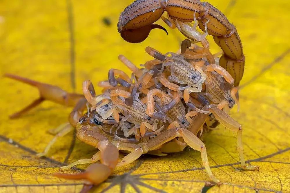 طرح توجیهی پرورش عقرب