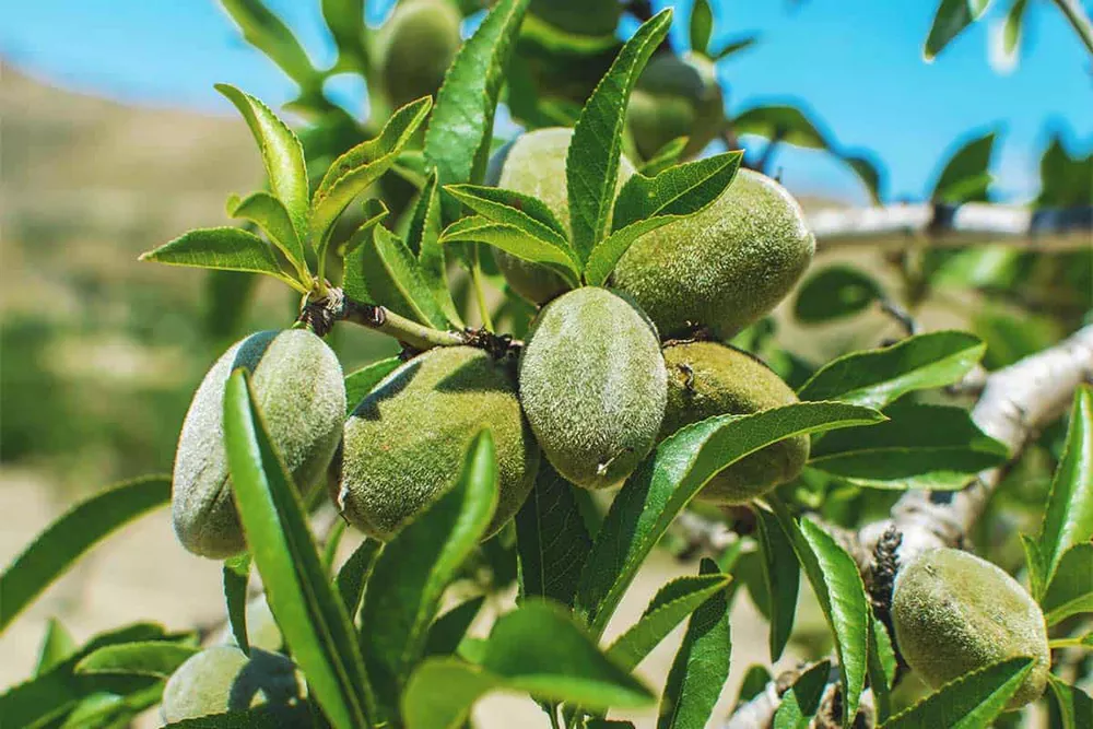 طرح توجیهی احداث باغ بادام (۱)