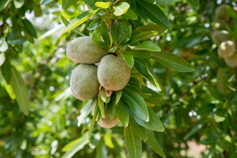 طرح توجیهی باغ بادام