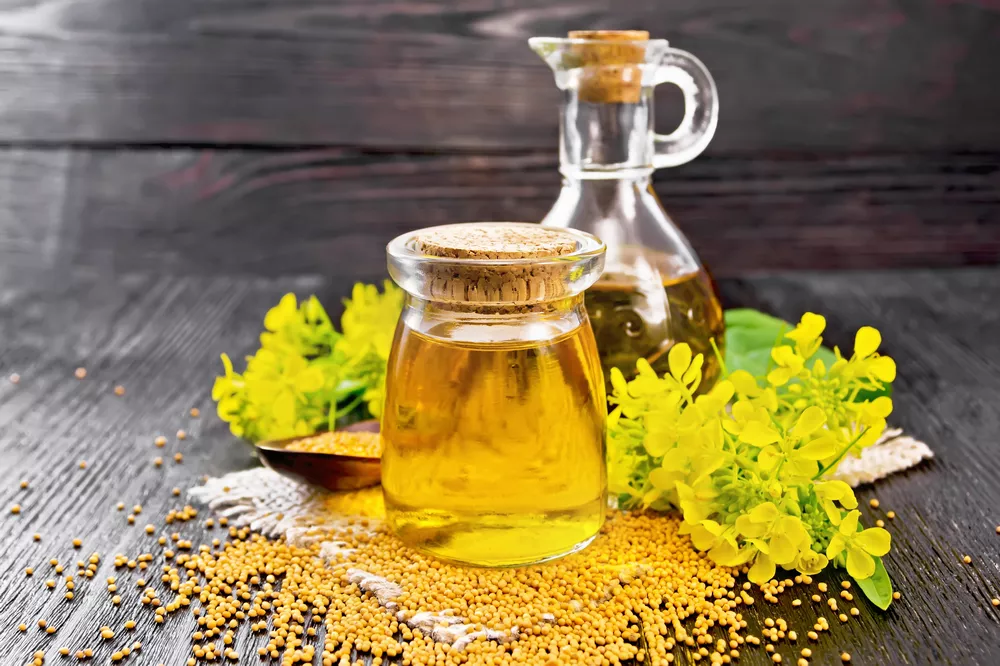 طرح توجیهی تولید روغن کلزا (۱)