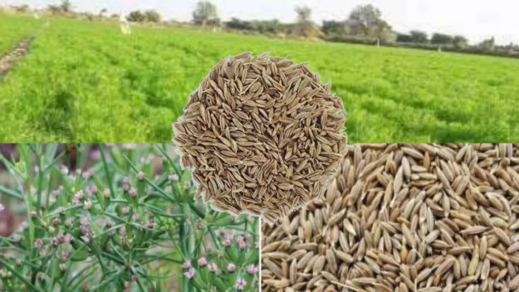 طرح توجیهی پرورش زیره (۱)