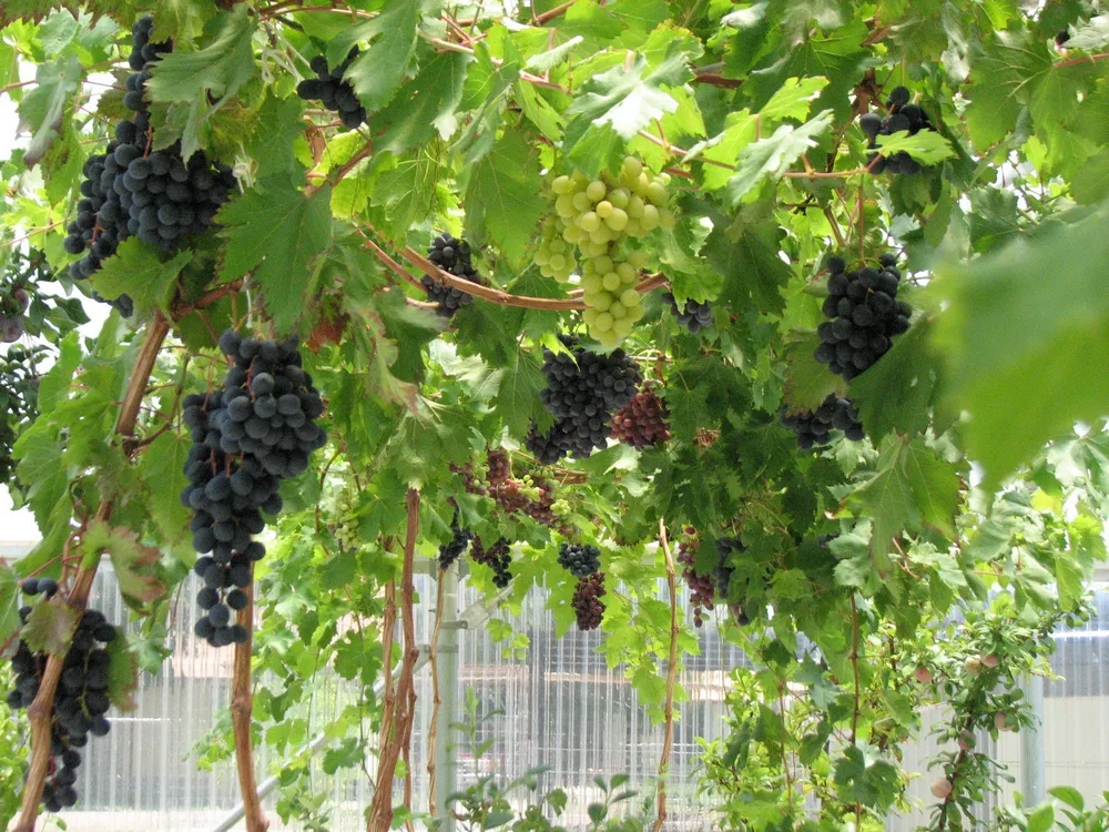 طرح توجیهی گلخانه انگور (۲)