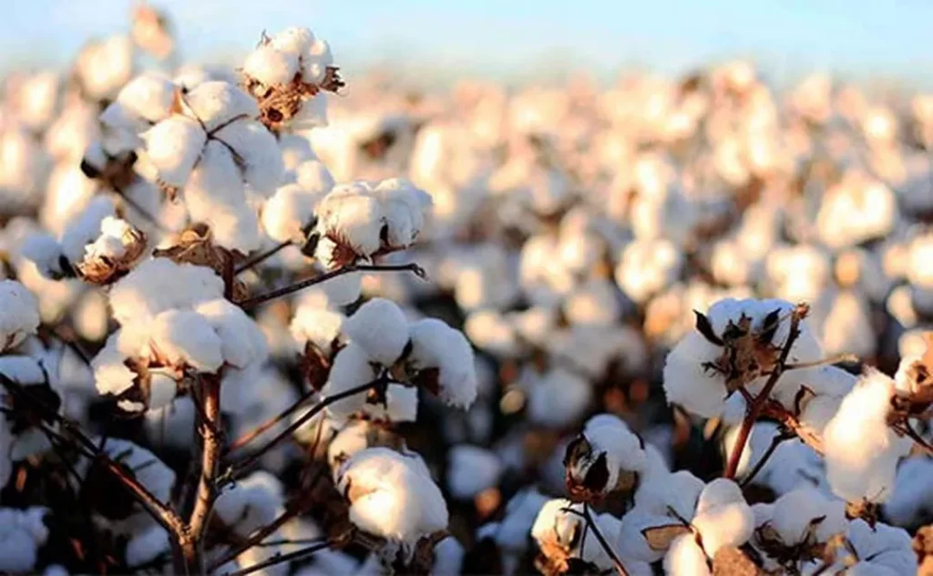 طرح توجیهی پرورش، کشت، تولید و فرآوری پنبه (۲)