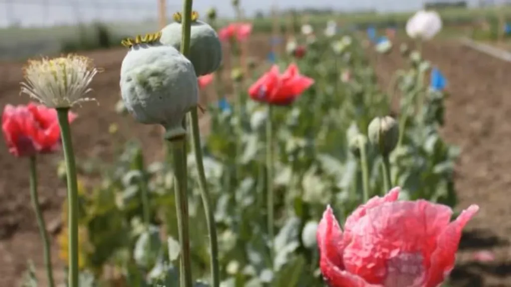 طرح توجیهی کاشت تبائین (با اهداف دارویی و درمانی)