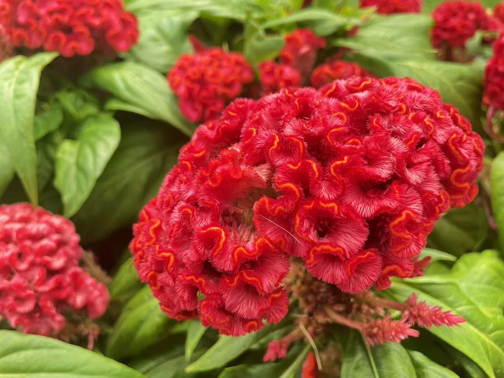 طرح توجیهی کاشت و زراعت گل تاج خروس (۲)