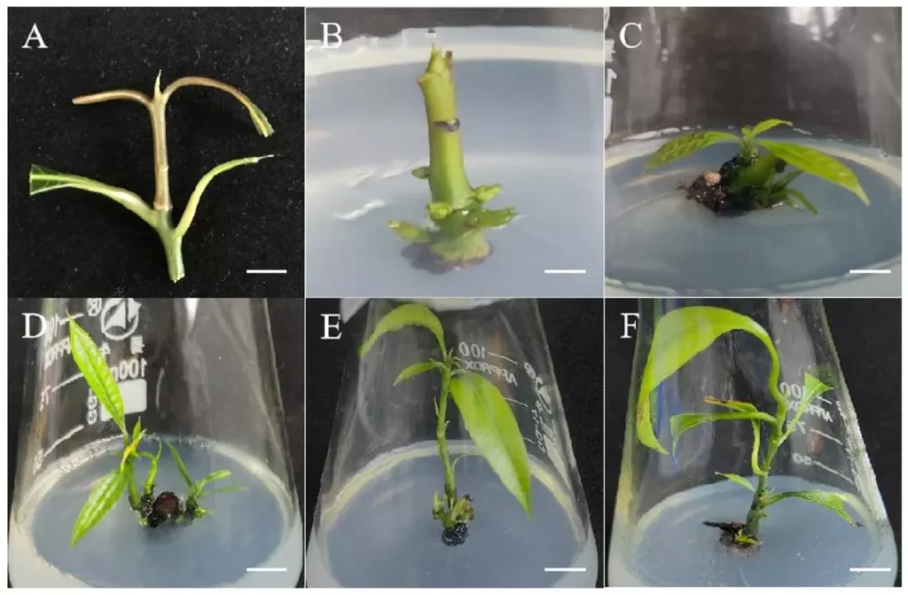طرح توجیهی احیای باغات با استفاده از فناوری کشت بافت
