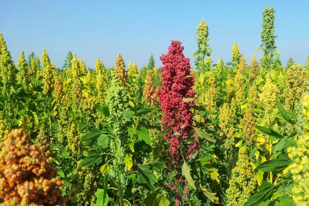 طرح توجیهی کاشت و پرورش و تکثیر گیاه کینوا یا خاویار گیاهی (۲)