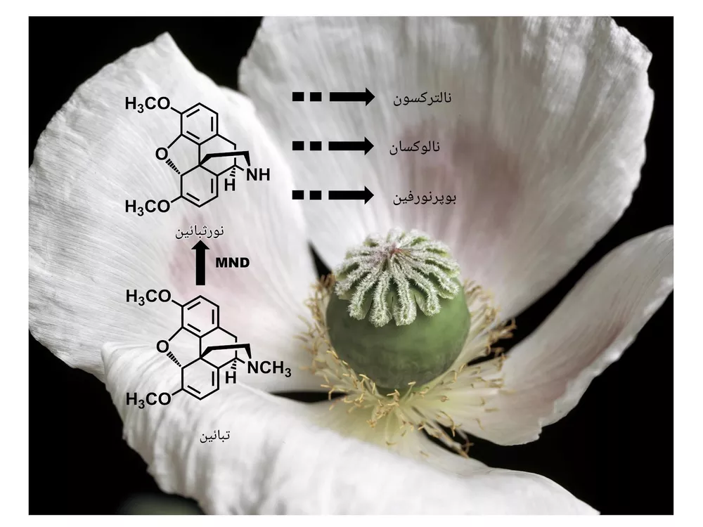 طرح توجیهی کشت تبائین (۱)