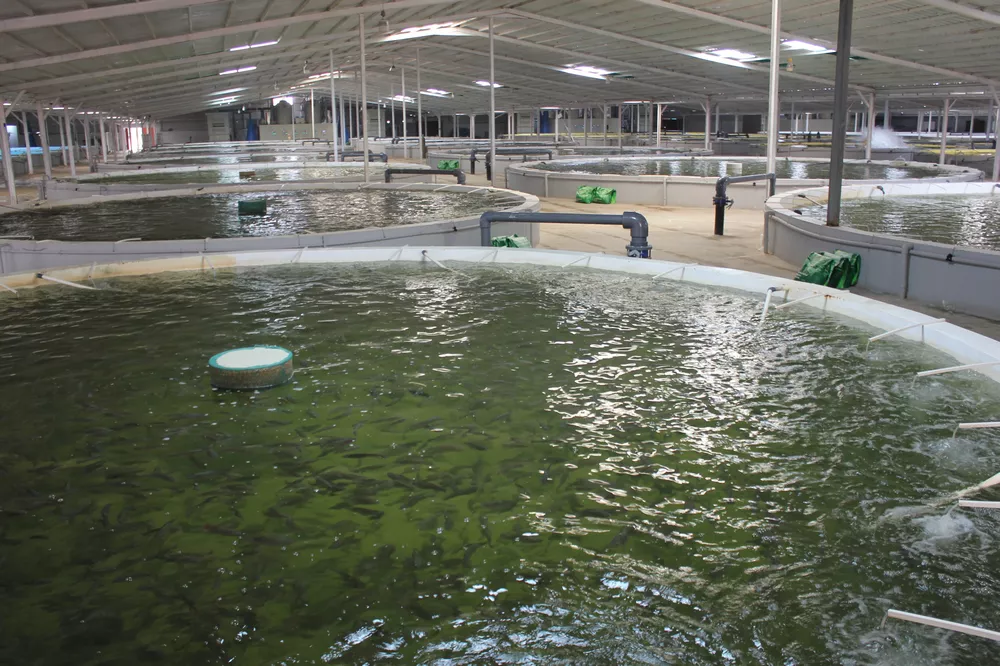 طرح توجیهی پرورش ماهی به روش متراکم (۱)