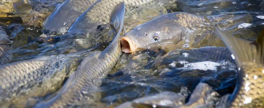طرح توجیهی پرورش ماهی کپور به روش متراکم (۲)