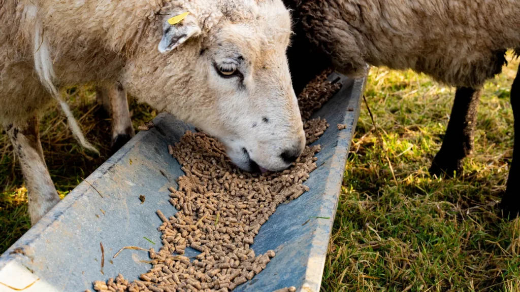 طرح توجیهی تولید کنسانتره خوراک دام و طیور (۱)