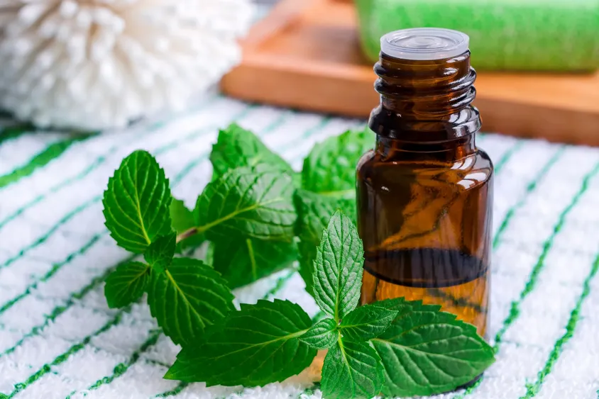 طرح توجیهی تولید اسانس نعناع (1)