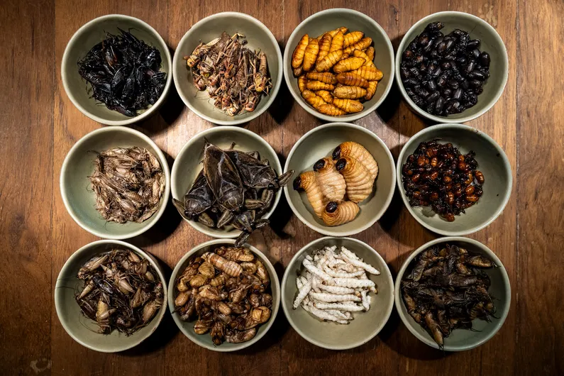 طرح توجیهی پرورش حشرات خوراکی، صادراتی، دارویی